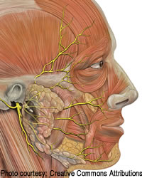 Facial nerve anatomy of the face